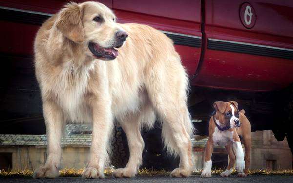 Лабрадор ретривер и щенок боксера, фото кормление собак фотография картинка