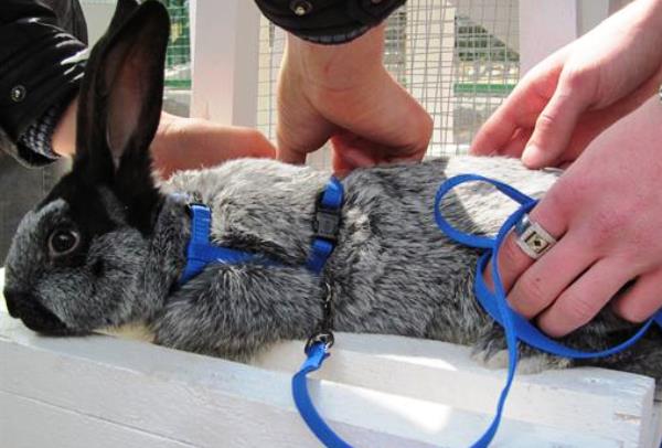 Шлейка для кролика: как сделать и надеть