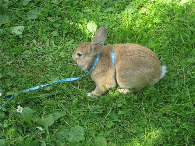 Шлейка для кролика: как сделать и надеть