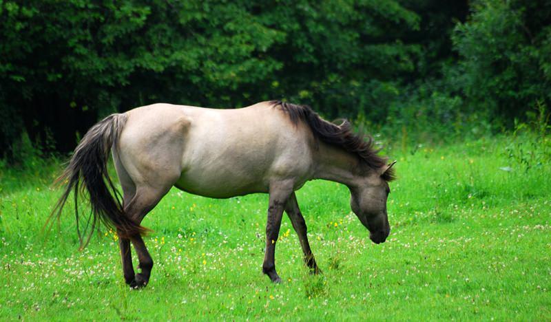 Что означает "мышастый конь" - это какой зверь?