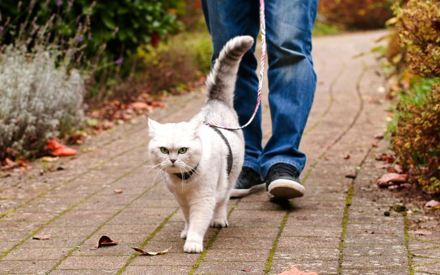 шлейка на кошку для прогулки 3