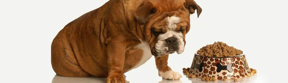 Собака плохо ест сухой корм: что делать?