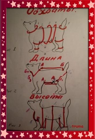замеры собак, мерки одежды для собак, мк по замерам собак
