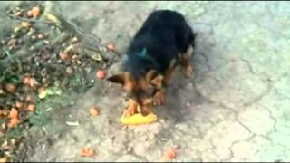 Собака веган (dog vegetarian).mp4