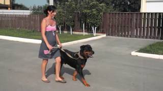 Как отучить собаку тянуть поводок (Ротвейлер)