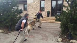 дрессировка собак, защитно караульная служба