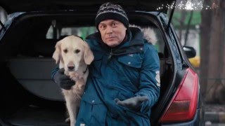 Как подружить собаку с машиной