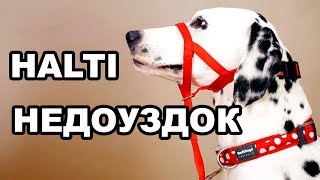 Халти | Как отучить собаку тянуть поводок | Самый удобный намордник
