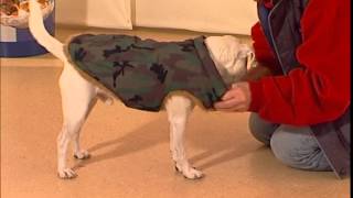 Дрессировка собак дома с нуля - как приучить собаку к пальто