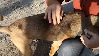 Как сделать укол собаке подкожно (в холку) видео инструкция