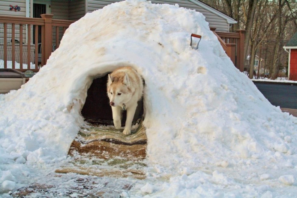 Даже будка из снега для собаки лучше, чем жара