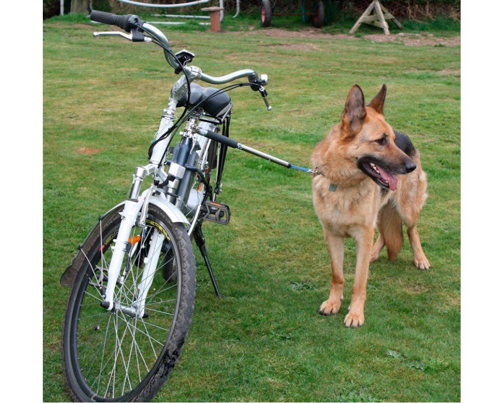 Велоспрингер и собака