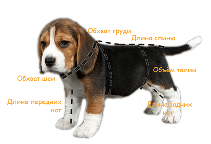 Размер одежды для собак таблица