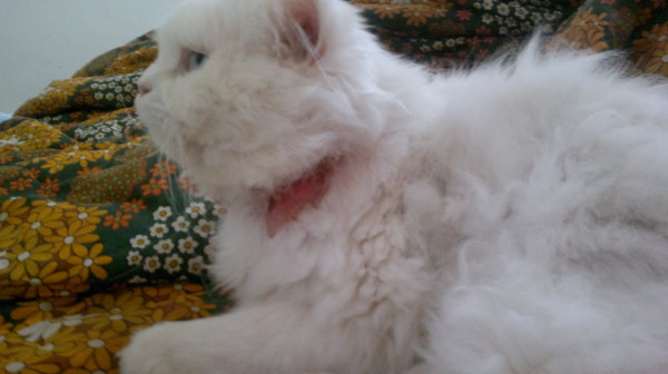 Ответы@Mail.Ru: Купили коту ошейник от блох. А у кота от него ...