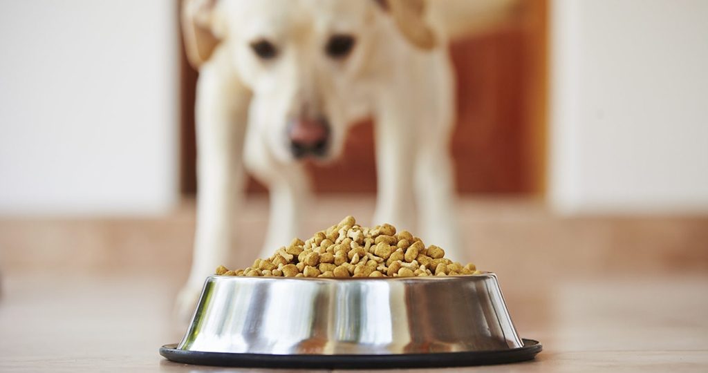 Собака не ест сухой корм – почему и что делать