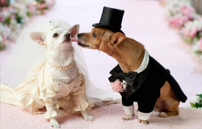 собаки в свадебных костюмах