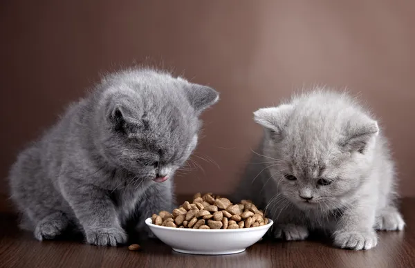 Чаша кота продовольствия и два котенка — стоковое фото