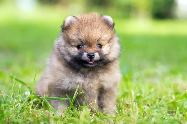Померанский щенок — стоковое фото