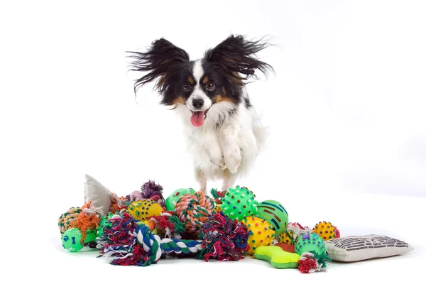 Покрытый сосочками собака на кучу игрушек — стоковое фото