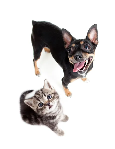 Собака и котенок вид сверху, изолированные на белом фоне — стоковое фото