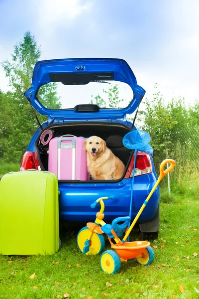 Собака, сумки, игрушки, автомобиль готов к поездке — стоковое фото