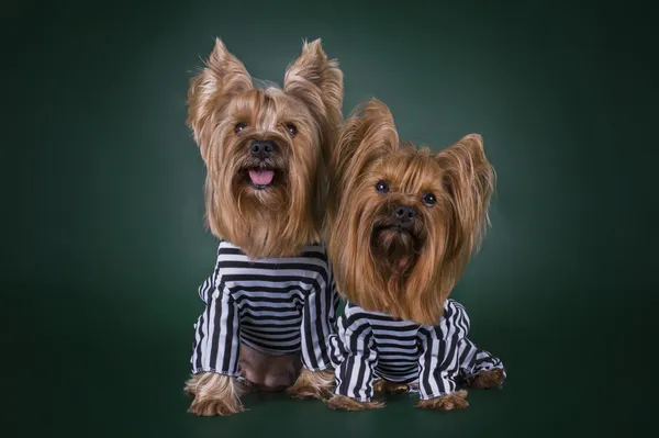 Собаки в тюрьме за убийство игрушки — стоковое фото