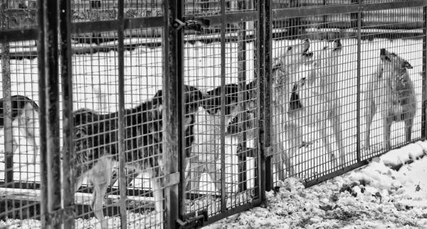 Собака в своей клетке в приют для животных — стоковое фото