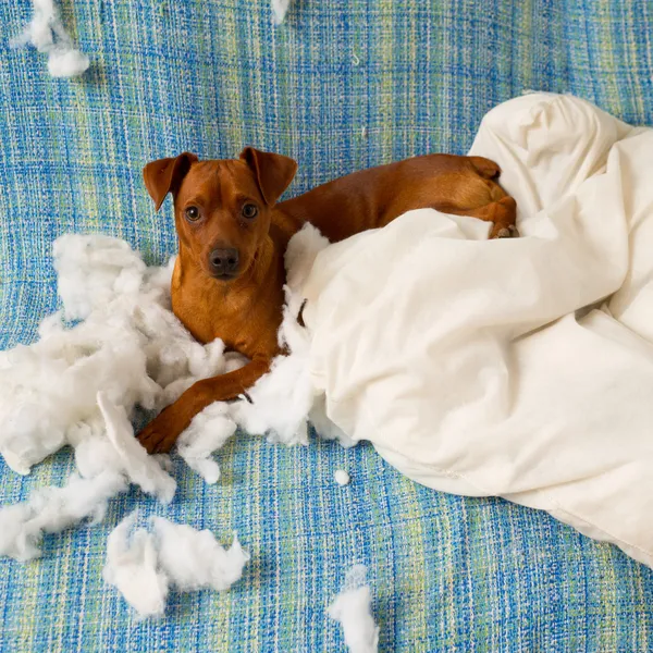 Озорные игривый щенок собака после кусать подушку — стоковое фото