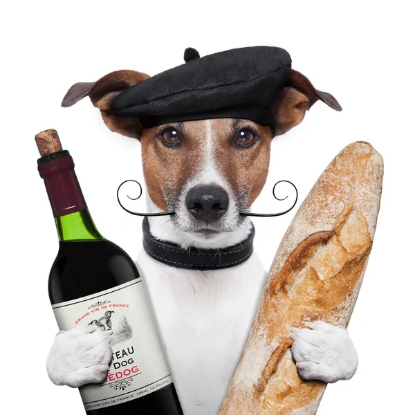 Французский винный берет багета собаки — стоковое фото