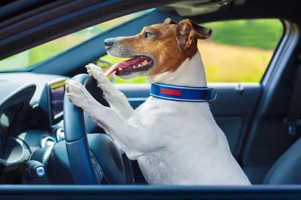 Руль автомобиля собаки — стоковое фото