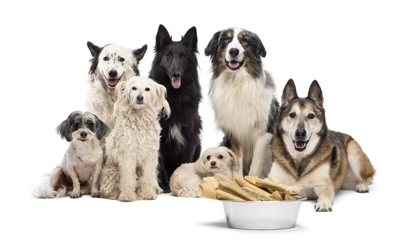 Группа собак с чашу костей перед ними сидит на белом фоне — стоковое фото