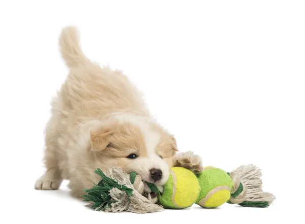 Бордер колли щенок, 6 недель, играя с игрушкой собака перед белый фон — стоковое фото