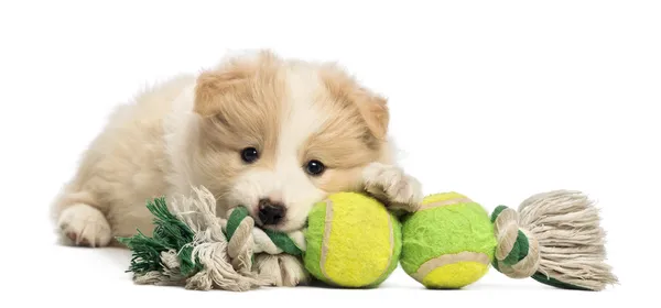 Бордер колли щенок, 6 недель, лежать и играть с игрушкой собака перед белый фон — стоковое фото