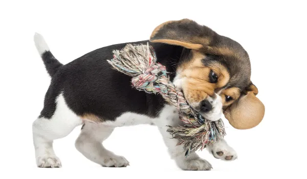 Вид сбоку Бигль щенок играет с игрушкой веревку, изолированные на — стоковое фото
