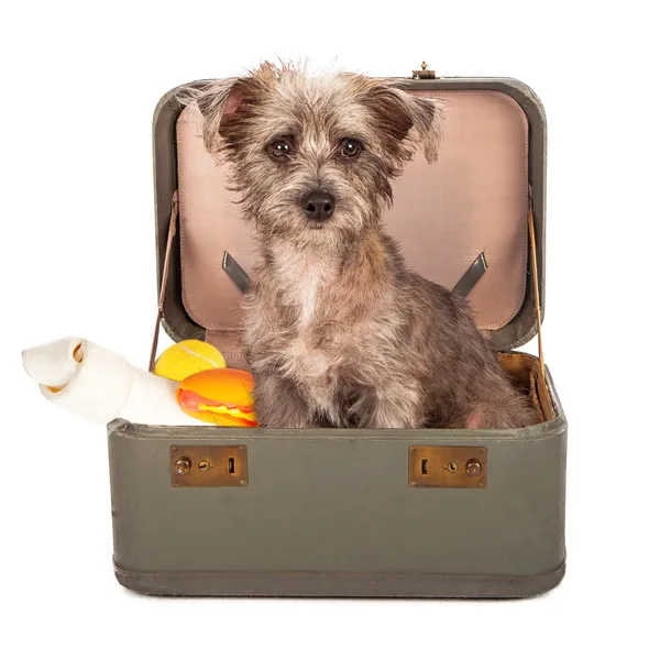 Терьер Собака в чемодан — стоковое фото