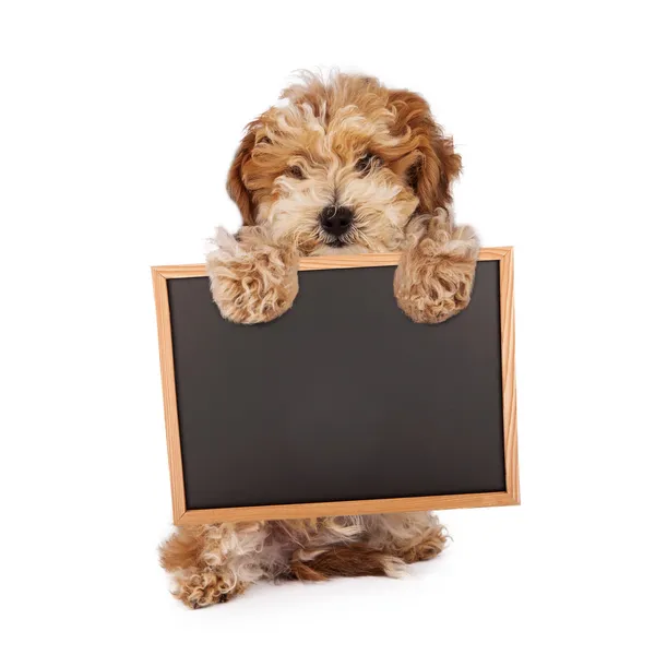 Гаванская сигара щенок табличкой Совет пустой Мел — стоковое фото