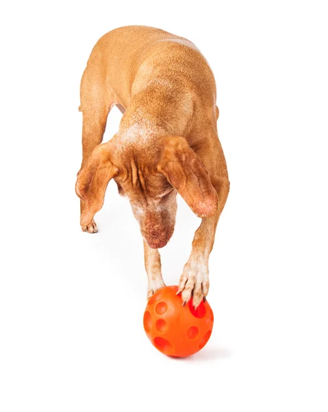 Vizsla собака играет с игрушкой — стоковое фото