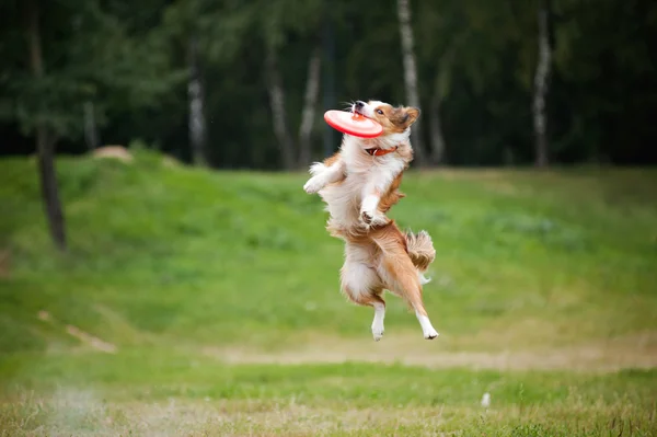 Красная собака ловить фрисби — стоковое фото