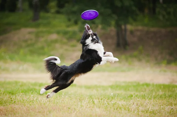 Собака летающей тарелки — стоковое фото