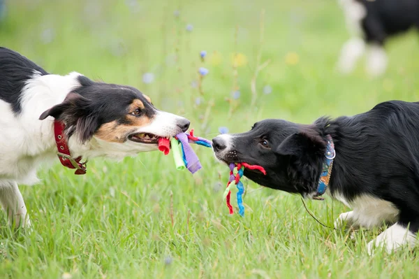 Две собаки, играя с веревки игрушку — стоковое фото
