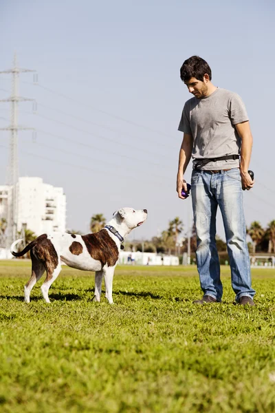 Pitbull и собака владелец — стоковое фото