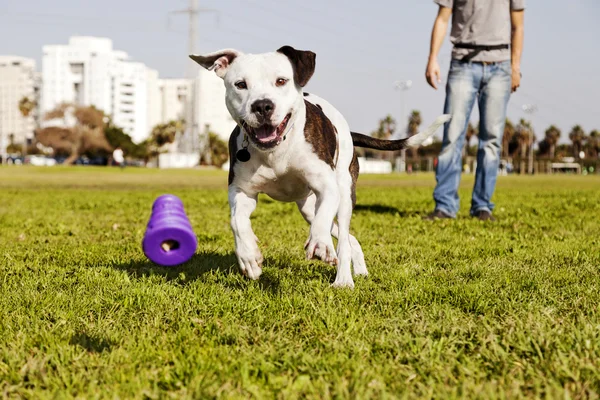Pitbull, работает после собака жевать игрушки — стоковое фото