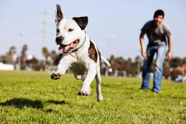 Воздухе работает pitbull собака — стоковое фото