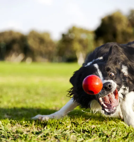 Пограничный колли извлечение мяч игрушка собака в парке — стоковое фото