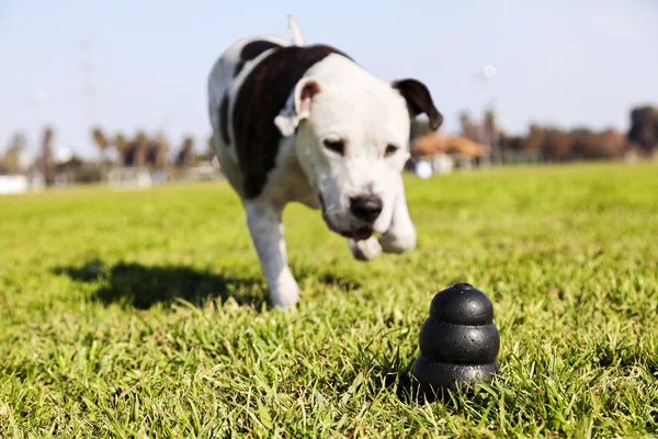 Запуск игрушка собака на парк трава — стоковое фото