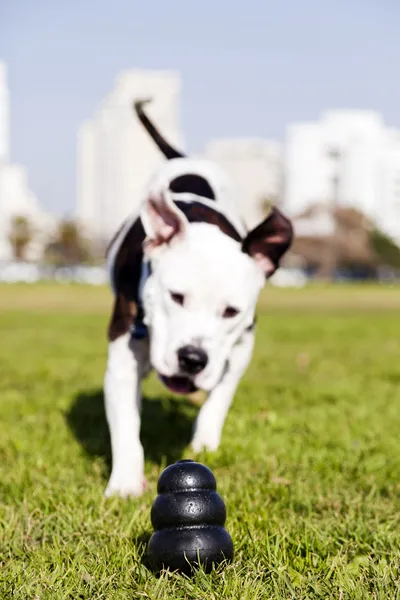Pitbull, запуск игрушка собака на парк трава — стоковое фото