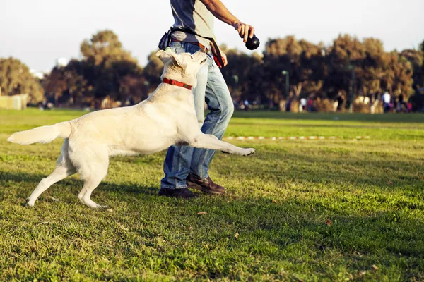 Лабрадор и тренер с собака жевать игрушки в парке — стоковое фото