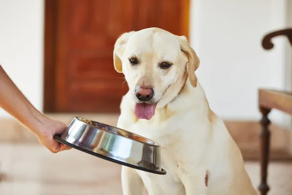Голодная собака — стоковое фото