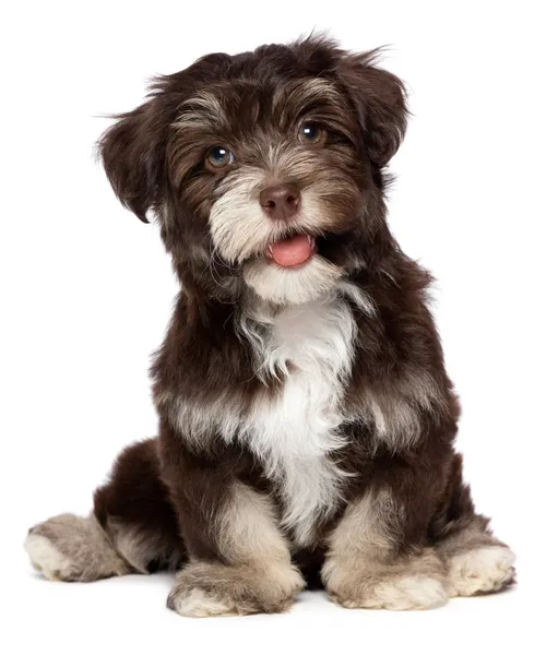 Красивая улыбается вам Гаванская сигара щенка собака — стоковое фото