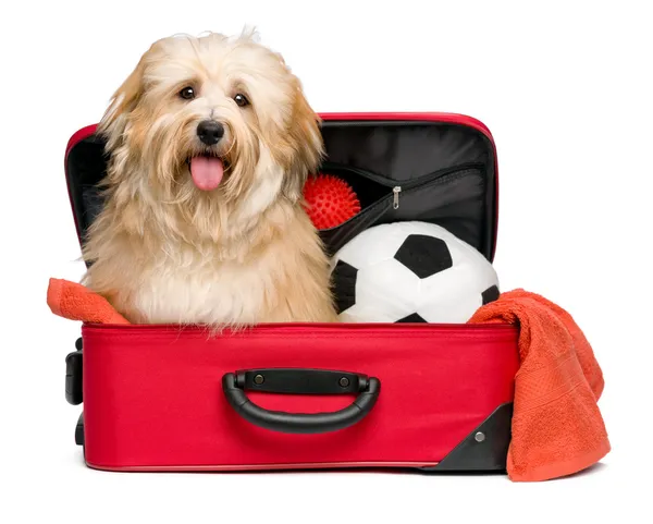 Счастливый красноватые бишон havanese собака в красном путешествие чемодана — стоковое фото